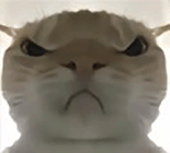 萌宠 猫咪 生气 呆萌 可爱