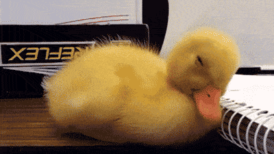 小黄鸭要睡着可爱萌萌哒gif动图