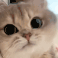 萌宠 猫咪 好奇 呆萌 可爱