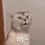 萌寵 貓咪 呦 呆萌 可愛