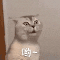 萌宠 猫咪 呦 呆萌 可爱