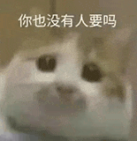 萌宠 猫咪 你也没有人要吗 呆萌 可爱