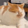 萌宠 猫咪 无辜 呆萌 可爱