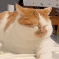 萌宠 猫咪 无辜 呆萌 可爱
