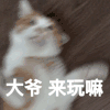 萌宠 猫咪 大爷 来玩啊 呆萌 可爱
