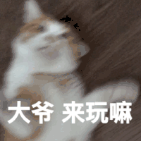 萌宠 猫咪 大爷 来玩啊 呆萌 可爱