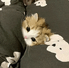 萌宠 猫咪 无辜 呆萌 可爱