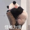 萌宠 熊猫 怪难为情的 害羞 呆萌 可爱