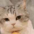 萌宠 猫咪 坏笑 呆萌 可爱