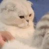 萌宠 猫咪 生气 呆萌 可爱