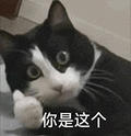 萌宠 猫咪 你是这个 呆萌 可爱