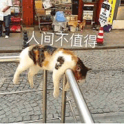 沙雕猫