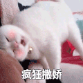 萌宠 猫咪 疯狂撒娇 呆萌 可爱
