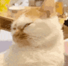 萌宠 猫咪 生气 呆萌 可爱