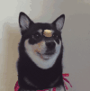 萌宠 狗狗 无辜 呆萌 可爱