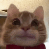 萌宠 猫咪 好奇 呆萌 可爱