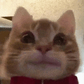 萌宠 猫咪 好奇 呆萌 可爱