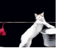 萌宠 猫咪 呆萌 可爱