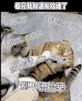 猫咪 情侣可爱 搞笑