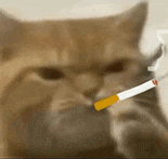 萌宠 猫咪 抽烟 呆萌 可爱