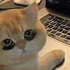 萌宠 猫咪 熬夜 呆萌 可爱