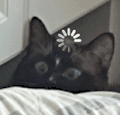 萌宠 猫咪 思考 呆萌 可爱