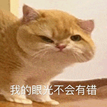 萌宠 猫咪 我的眼光不会有错 呆萌 可爱