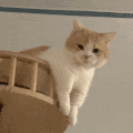 萌宠 猫咪 拜 呆萌 可爱