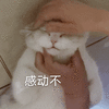 可爱 沙雕 感动不 搞笑 逗