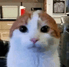 萌宠 猫咪 盯 呆萌 可爱