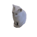 萌宠 猫咪 转圈 呆萌 可爱