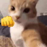 萌宠 猫咪 呆萌 可爱