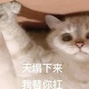 萌宠 猫星人 天塌下来 我替你扛 搞怪 呆萌