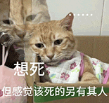 萌宠 猫咪 想死但感觉该死的另有其人 呆萌 可爱