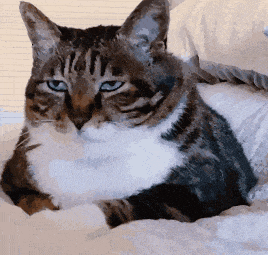 萌宠 猫咪 无语 呆萌 可爱