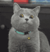 萌宠 猫咪 盯 呆萌 可爱