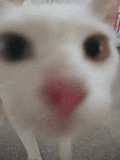 萌宠 猫咪 盯 呆萌 可爱