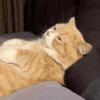 萌宠 猫咪 睡觉 呆萌 可爱