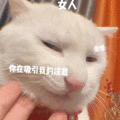 萌宠 猫咪 你在吸引我的注意 呆萌 可爱