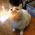 萌宠 猫咪 吐火 呆萌 可爱