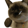 萌宠 猫咪 打 呆萌 可爱