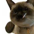 萌宠 猫咪 打 呆萌 可爱