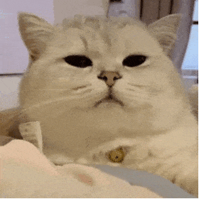 萌宠 猫咪 困 呆萌 可爱