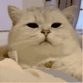 萌宠 猫咪 困 呆萌 可爱