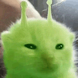 萌宠 猫咪 外星人 呆萌 可爱
