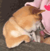 萌宠 狗狗 困了 呆萌 可爱