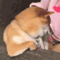 萌宠 狗狗 困了 呆萌 可爱