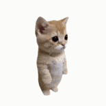萌宠 猫咪 转圈 呆萌 可爱