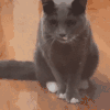 萌宠 猫咪 哈 呆萌 可爱
