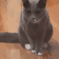 萌宠 猫咪 哈 呆萌 可爱
